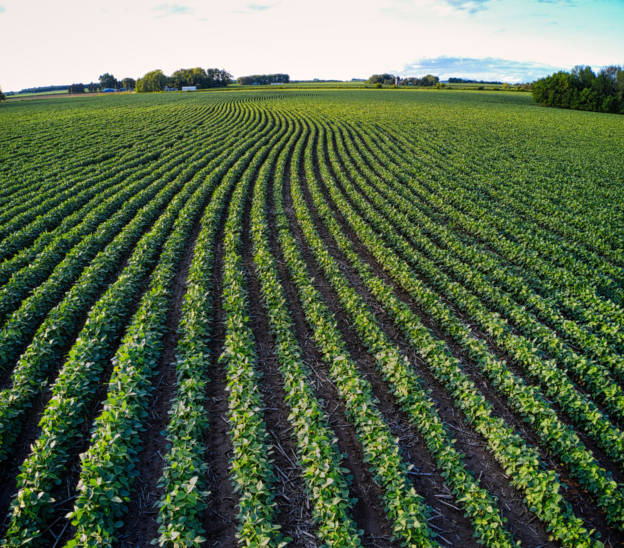 Soybean fields